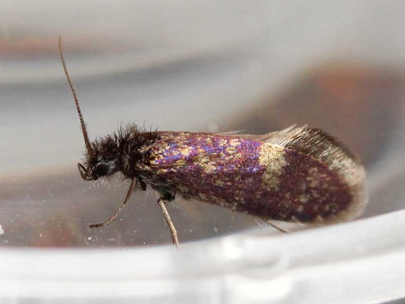 Eriocrania sangii 